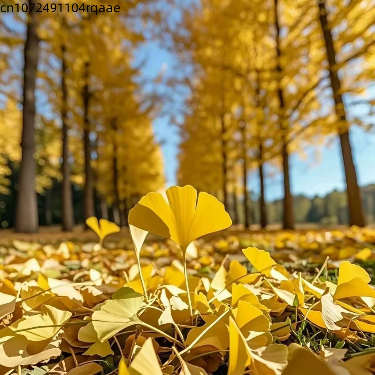 Soap Making Home - Natural Ginkgo Biloba Dried Leaves Natural