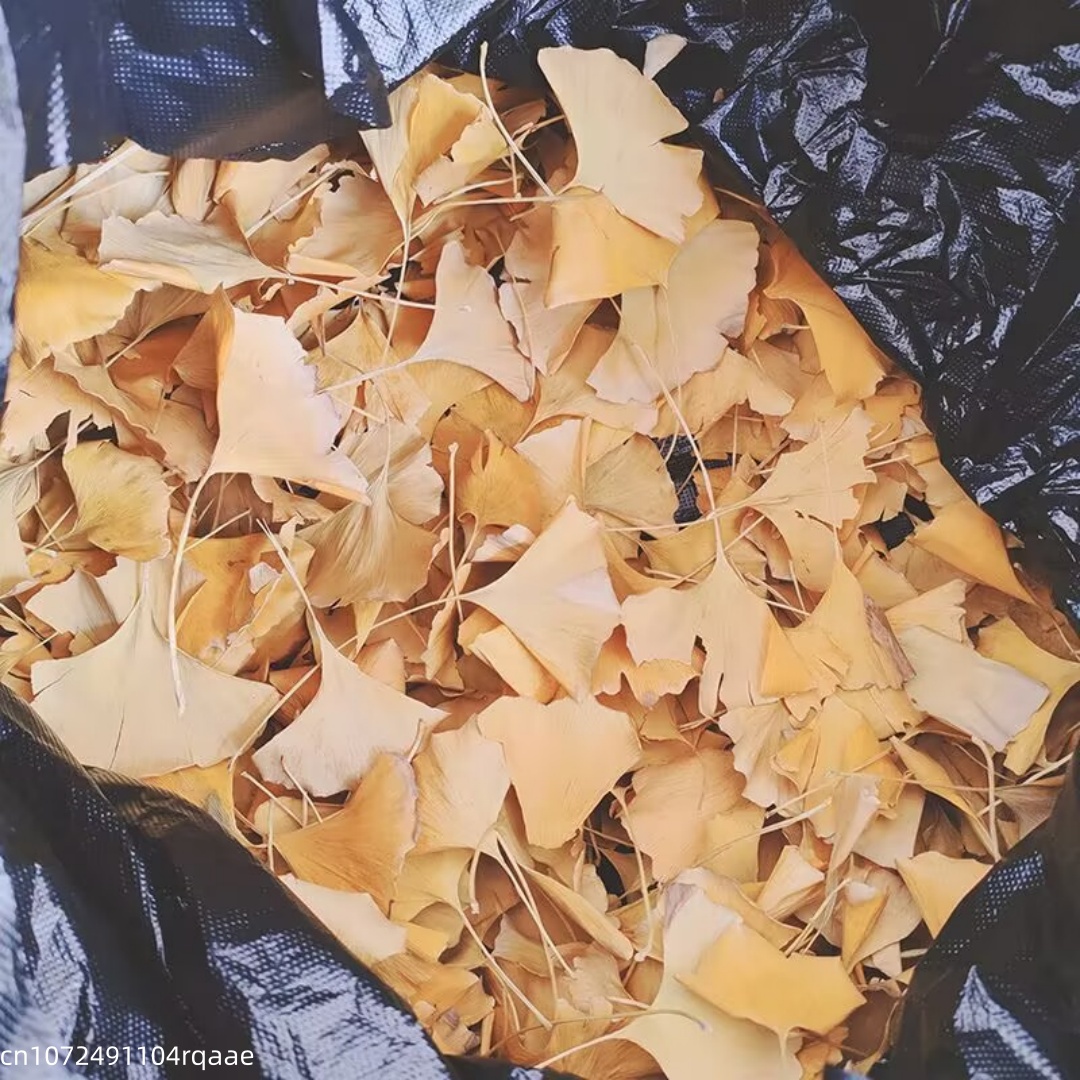 Natural Ginkgo Biloba Dried Le – обзор и цена Soap Making Home