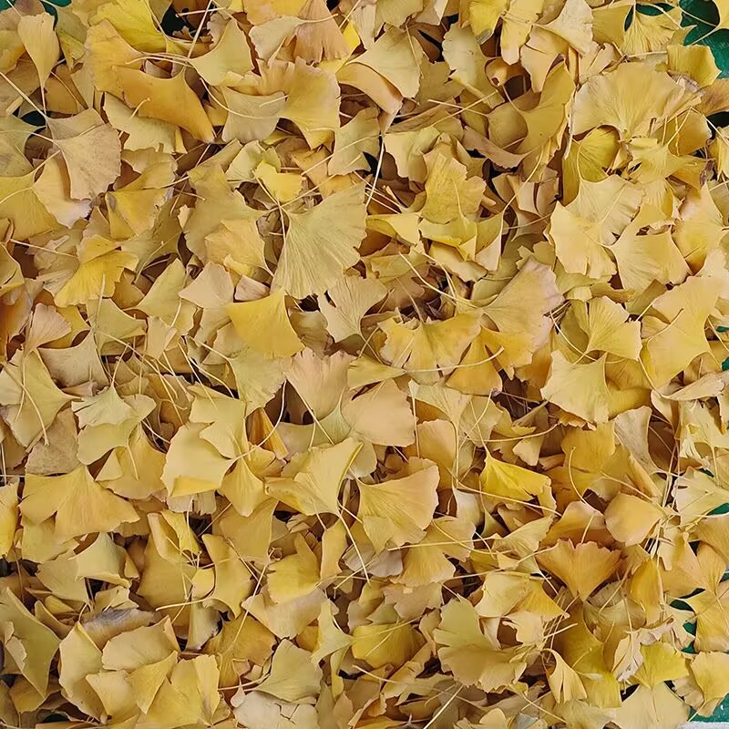 Natural Ginkgo Biloba Dried Le – обзор и цена Soap Making Home